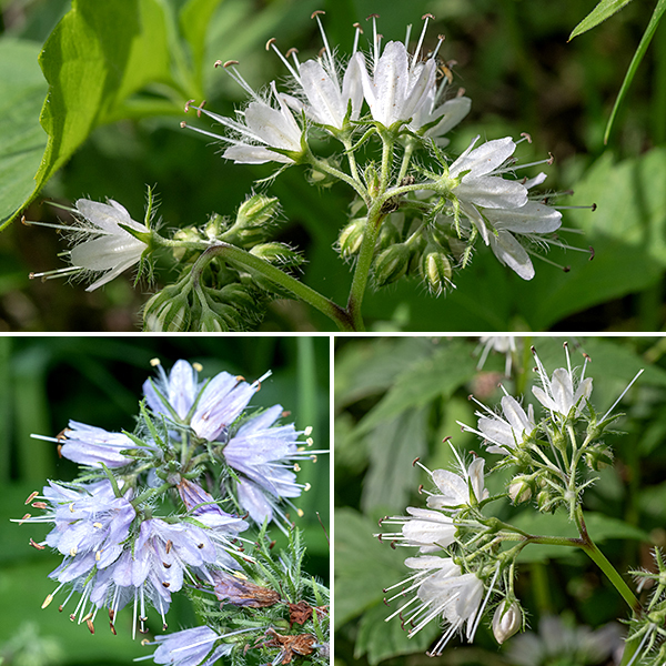Virginia waterleaf stems are variable in color (green, reddish-green, or reddish-brown) and up to 2' tall.  Each upper stem has at their tips one or two clusters (cymes) of 8-20 flowers that is 1-2" in diameter  on a 4" stalk (peduncle); the central flower opens first. Individual flowers are 1/4-1/2" long, roughly bell-shaped, white, pink, or light violet in color. Flowers have a green, hairy calyx with five long, narrow teeth fringed with widely-spaced, stout hairs; a tubular corolla with five equal lobes at the open end; five stamens covered with long hairs along their lower half, with anthers initially yellow that later turn dark brown; and a single lavender style with a white, bifurcated tip. Both the stamens and the style are 30-50% longer than the corolla lobes and extend well beyond their edges.