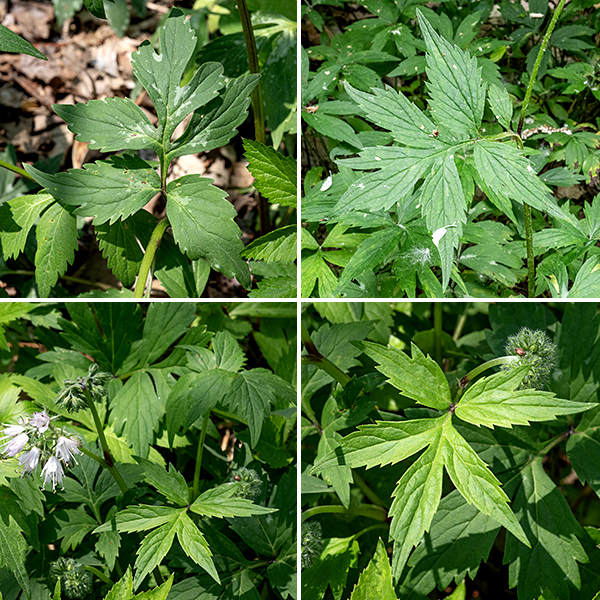 Virginia waterleaf leaves are alternate, up to 6" long, 1.5x as long as wide, with a petiole up to 2" long that is flat or furrowed on top, convex underneath. The leaf blades are pinnatifid with  3, 5, or 7 narrow, deeply divided leaflets (making the leaves compound) or lobes, each with strongly serrated margins and sharply pointed tips. Young leaves have irregular white spots on the leaves that fade over time.