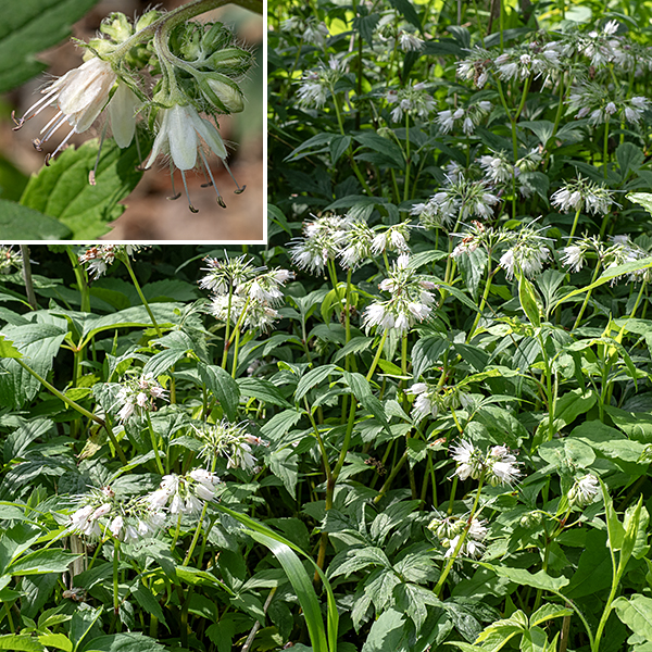 Virginia waterleaf stems are variable in color (green, reddish-green, or reddish-brown) and up to 2' tall. The leaves are alternate, up to 6" long, 1.5x as long as wide, with a petiole up to 2" long that is flat or furrowed on top, convex underneath. The leaf blades are pinnatifid with  3, 5, or 7 narrow, deeply divided leaflets (making the leaves compound) or lobes, each with strongly serrated margins and sharply pointed tips. Young leaves have irregular white spots on the leaves that fade over time. Each upper stem has at their tips one or two clusters (cymes) of 8-20 flowers that is 1-2" in diameter  on a 4" stalk (peduncle); the central flower opens first. Individual flowers are 1/4-1/2" long, roughly bell-shaped, white, pink, or light violet in color. Flowers have a green, hairy calyx with five long, narrow teeth fringed with widely-spaced, stout hairs; a tubular corolla with five equal lobes at the open end; five stamens covered with long hairs along their lower half, with anthers initially yellow that later turn dark brown; and a single lavender style with a white, bifurcated tip. Both the stamens and the style are 30-50% longer than the corolla lobes and extend well beyond their edges.
