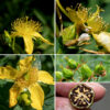 Giant St. John's wort stems and branches terminate in clusters (cymes) of 1-5 flowers 2-2.5" across; the central bud opens first. Giant St. John's wort has the largest flower of all the St. John's worts found in Illinois. Each flower has five green sepals 1/3 the length of the petals; five bright yellow, often twisted, petals; more than 100 yellow stamens with yellow anthers; and a yellow-green pistil with five distinct styles fused at their bases, each with red stigmas at their tip. Five carpels are present in the flask-shaped ovary. The fruit is a five-chambered, bullet-shaped structure up to 1.25" long and 1/2" wide, initially green, turning brownish-black with maturity; the capsule is topped with the remnants of the (five) styles and contains numerous lozenge-shaped, 1 mm long, black seeds. (When fully mature and with appropriate magnification, the seeds look like ears of corn.) Note in particular the very large (2") flowers and the five styles on the pistil of giant St. John's wort — most other Hypericum spp.  have either one or three styles. Kalm's St. John's wort also has five styles, but that is a much smaller and woody plant with narrower leaves and much smaller flowers.