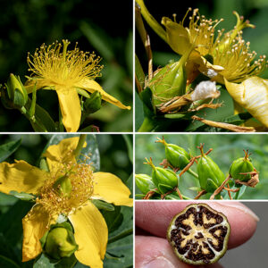 Giant St. John's wort stems and branches terminate in clusters (cymes) of 1-5 flowers 2-2.5" across; the central bud opens first. Giant St. John's wort has the largest flower of all the St. John's worts found in Illinois. Each flower has five green sepals 1/3 the length of the petals; five bright yellow, often twisted, petals; more than 100 yellow stamens with yellow anthers; and a yellow-green pistil with five distinct styles fused at their bases, each with red stigmas at their tip. Five carpels are present in the flask-shaped ovary. The fruit is a five-chambered, bullet-shaped structure up to 1.25" long and 1/2" wide, initially green, turning brownish-black with maturity; the capsule is topped with the remnants of the (five) styles and contains numerous lozenge-shaped, 1 mm long, black seeds. (When fully mature and with appropriate magnification, the seeds look like ears of corn.) Note in particular the very large (2") flowers and the five styles on the pistil of giant St. John's wort — most other Hypericum spp.  have either one or three styles. Kalm's St. John's wort also has five styles, but that is a much smaller and woody plant with narrower leaves and much smaller flowers.