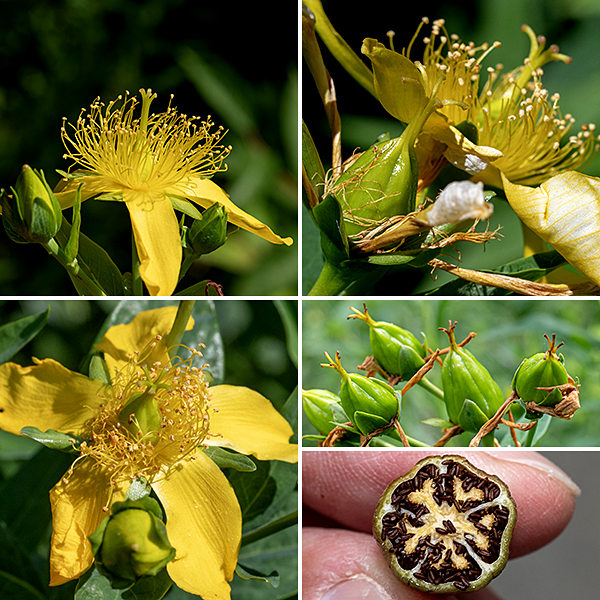 Giant St. John's wort stems and branches terminate in clusters (cymes) of 1-5 flowers 2-2.5" across; the central bud opens first. Giant St. John's wort has the largest flower of all the St. John's worts found in Illinois. Each flower has five green sepals 1/3 the length of the petals; five bright yellow, often twisted, petals; more than 100 yellow stamens with yellow anthers; and a yellow-green pistil with five distinct styles fused at their bases, each with red stigmas at their tip. Five carpels are present in the flask-shaped ovary. The fruit is a five-chambered, bullet-shaped structure up to 1.25" long and 1/2" wide, initially green, turning brownish-black with maturity; the capsule is topped with the remnants of the (five) styles and contains numerous lozenge-shaped, 1 mm long, black seeds. (When fully mature and with appropriate magnification, the seeds look like ears of corn.) Note in particular the very large (2") flowers and the five styles on the pistil of giant St. John's wort — most other Hypericum spp.  have either one or three styles. Kalm's St. John's wort also has five styles, but that is a much smaller and woody plant with narrower leaves and much smaller flowers.