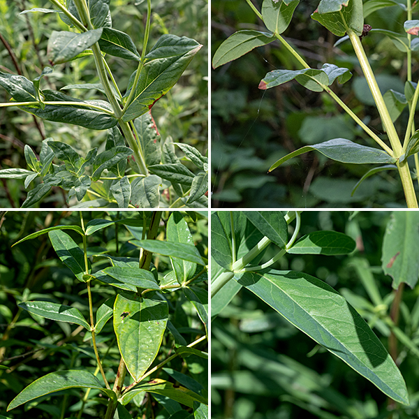 Giant St. John's wort is a substantial, bushy plant 3-5' tall, with the stems unbranched in the lower 2/3 of the plant's height; the main stem is four-angled when young, four-lined when older. Leaves are opposite, sessile (slightly grasping the stem), about 4" long and 1.5" wide, lance-shaped, medium green on top and pale green beneath.