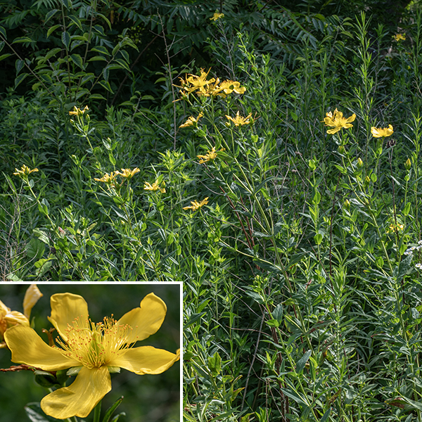 Giant St. John's wort is a substantial, bushy plant 3-5' tall, with the stems unbranched in the lower 2/3 of the plant's height; the main stem is four-angled when young, four-lined when older. Leaves are opposite, sessile (slightly grasping the stem), about 4" long and 1.5" wide, lance-shaped, medium green on top and pale green beneath. Note in particular the very large (2") flowers and the five styles on the pistil of giant St. John's wort — most other Hypericum spp.  have either one or three styles. Kalm's St. John's wort also has five styles, but that is a much smaller and woody plant with narrower leaves and much smaller flowers.