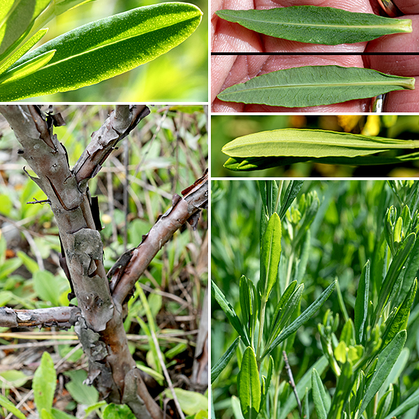 Kalm's St. John's wort's lower branches are woody, often with brownish bark peeling off in strips; young stems are four-angled and/or with small wings. The leaves are opposite,  arising from the leaf axils, often with smaller, secondary leaves at right angles to the primary leaves; the leaves are dotted with small translucent glands (obvious when the leaf is held up to the light). The primary leaves are up to 2" long and 3/8" wide, with the margins of the leaves rolled under; the upper surface is bluish green, the lower surface is light green; both may have a waxy sheen.