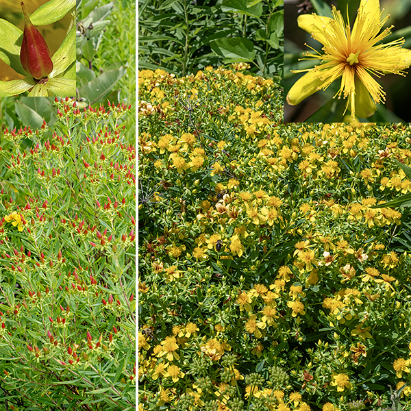 Kalm's St. John's wort is a 1-3 ' tall shrub, largely restricted to the Great Lakes basin of the U.S. and Canada; it is formally listed as "critically endangered" in Illinois (but is quite common in Jackson Park). Woody lower branches and the strongly five-lobed pistil and fruit are distinguishing characters that separate this species from other Jackson Park St. John's worts.