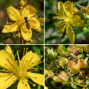 Common St. John's wort flowers are ~3/4" across, with five green sepals, five oblong yellow petals, three widely-spreading styles (and three carpels) with scarlet stigmas on top of a globular yellow ovary, and numerous (45-85) stamens with yellow anthers. The filaments of the stamens fuse into three groups near their bases. Unique among the St. John's worts in Illinois, common St. John's wort has petals with tiny black dots (glands full of essential oils) that are restricted to the petal margins. (Hypericum punctatum, spotted St. John's Wort, also has black dots on the petals but, in that species, they extend to the interior of the petals.) These black glands may also occur sparsely on the anthers. The fruit is a three-chambered, bullet-shaped structure 1/4" long, initially green, turning reddish-brown with maturity; the capsule is topped with the remnants of the (3) styles and contains numerous seeds. Common St. John's wort contains chemicals that may interact adversely with a number of common pharmaceuticals despite its widespread use in traditional medicine and may be toxic to livestock in large doses.