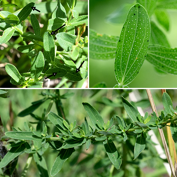 Common St. John's wort is a shrubby, much-branched plant 1-2.5' tall. Leaves are opposite, about 1" long and 3/8" wide, hairless, sessile, with rounded tips; there are numerous translucent dots scattered across the leaves that may appear white from some angles and scattered black dots on the leaf's lower surface. Unique among the St. John's worts in Illinois, common St. John's wort has petals with tiny black dots (glands full of essential oils) that are restricted to the petal margins.