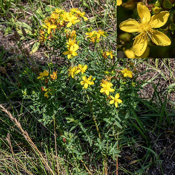 Common St. John's wort is a shrubby, much-branched plant 1-2.5' tall. The stems are round, green, and hairless; larger stems may have a pair of longitudinal ridges. The leaves are opposite, about 1" long and 3/8" wide, hairless, sessile, with rounded tips; there are numerous translucent dots scattered across the leaves that may appear white from some angles and scattered black dots on the leaf's lower surface. These black glands may also occur sparsely on the anthers. The fruit is a three-chambered, bullet-shaped structure 1/4" long, initially green, turning reddish-brown with maturity; the capsule is topped with the remnants of the (3) styles and contains numerous seeds. Common St. John's wort contains chemicals that may interact adversely with a number of common pharmaceuticals despite its widespread use in traditional medicine and may be toxic to livestock in large doses.