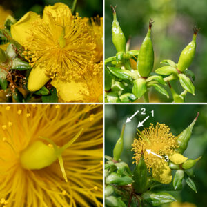 Shrubby St. John's wort is, as the name says, "shrubby;" the "prolificum" part refers to the exceptionally numerous stamens. The upper stems and axils of the two upper pairs of leaves produce clusters of 3-7 flowers. Flowers are ~1" across, with five green sepals much shorter than the petals, five yellow petals, 150-500 stamens, and a pistil with three styles united at the base and appressed along their lengths. The fruit is a capsule <1/2" long, cone shaped and tapering to the tip, with the tips of the three styles persistant, not lobed but bluntly triangular with three compartments internally (corresponding to the three carpels of the ovary). Hypericum prolificum and Hypericum kalmianum both have woody lower branches (the only Hypericum sp. that do) and are very similar vegetatively, but H. kalmianum produces a seed capsule with the remnants of five styles and has five internal compartments while H. prolificum produces seed capsules bearing the remnants of three styles and has three internal compartments.