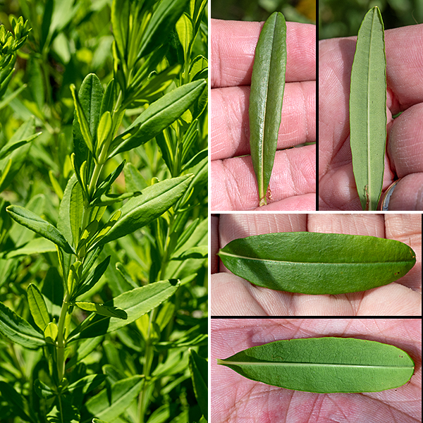 Shrubby St. John's wort is, as the name says, "shrubby;" the "prolificum" part refers to the exceptionally numerous stamens. About 2-4' tall, highly branched. Upper stems are winged, lower stems are woody. Leaves are typically ~1.5" long and 3/8" across but some may be twice as large, oblong, margins smooth and often rolled under, hairless, tapering to a petiole-like base; some may have a minute sharp point on the squared-off tip.