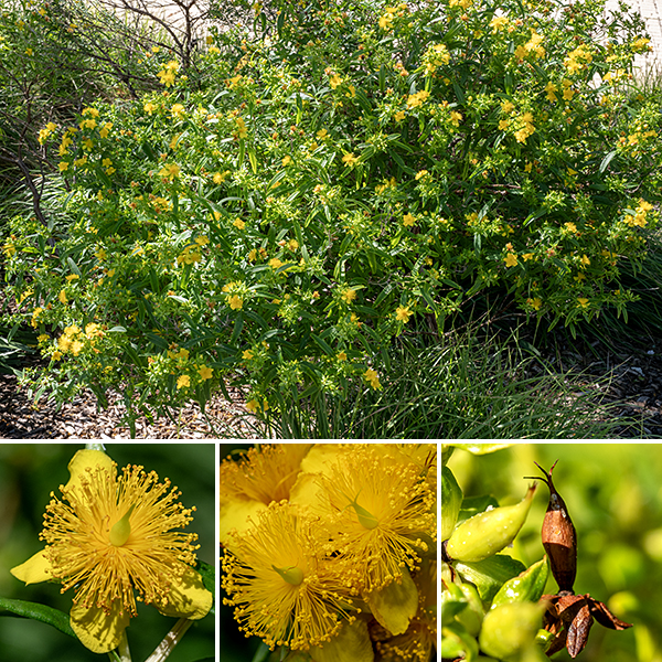 Shrubby St. John's wort is, as the name says, "shrubby;" the "prolificum" part refers to the exceptionally numerous stamens. About 2-4' tall, highly branched. Upper stems are winged, lower stems are woody. Flowers are ~1" across, with five green sepals much shorter than the petals, five yellow petals, 150-500 stamens, and a pistil with three styles united at the base and appressed along their lengths. The fruit is a capsule