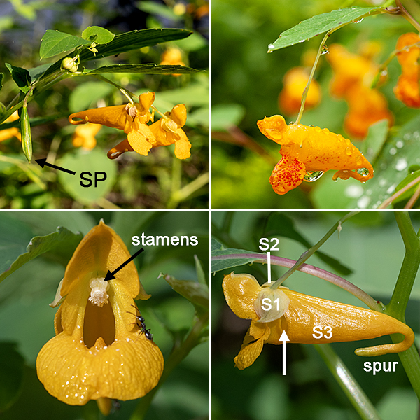 Orange jewelweed flowers are about 1" long and 1/2-3/4" wide, conical, bright, shiny orange with reddish or brown streaks or dots and with a posterior sac and nectar spur that are actually a modified sepal; the flowers hang from drooping pedicels like floral mobiles with two more-conventional-looking sepals as attachments. The morphological center of the flower is the point where the pedicel joins the two obvious sepals at the top of the flower.  A single petal forms the upper lip of the flower; two petals form the lateral sides; and two partially fused petals form the two-lobed lower lip. A cluster of stamens with white anthers hangs from the upper lip near the aperture; there is a single pistil. The shade of orange and the extent of the darker dots and streaks are highly variable (from absent to covering the flower). The fruit is a pea-like seed pod that splits lengthwise to fling the seeds away from the plant.