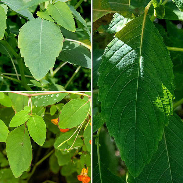 Orange jewelweed grows up to 5' tall in wet areas, usually near water. The leaves are alternate, 1-3" long and half as wide, a dull light green (in contrast to the shiny stems), egg shaped, with a blunt point, shallow but broad marginal teeth, and a petiole about half the length of the leaf.