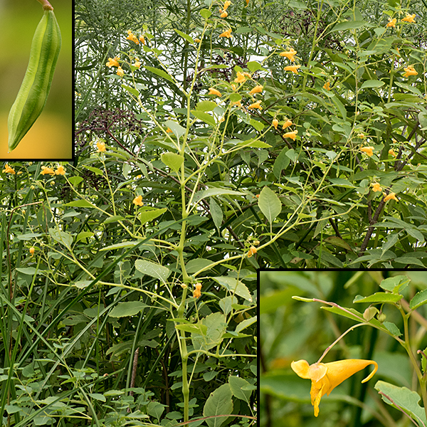 Orange jewelweed grows up to 5' tall in wet areas, usually near water. The leaves are alternate, 1-3" long and half as wide, a dull light green (in contrast to the shiny stems), egg shaped, with a blunt point, shallow but broad marginal teeth, and a petiole about half the length of the leaf. The flowers are about 1" long and 1/2-3/4" wide, conical, bright, shiny orange with reddish or brown streaks or dots and with a posterior sac and nectar spur that are actually a modified sepal; the flowers hang from drooping pedicels like floral mobiles with two more-conventional-looking sepals as attachments. The morphological center of the flower is the point where the pedicel joins the two obvious sepals at the top of the flower.  A single petal forms the upper lip of the flower; two petals form the lateral sides; and two partially fused petals form the two-lobed lower lip. A cluster of stamens with white anthers hangs from the upper lip near the aperture; there is a single pistil. The shade of orange and the extent of the darker dots and streaks are highly variable (from absent to covering the flower). The fruit is a pea-like seed pod that splits lengthwise to fling the seeds away from the plant (a catapult mechanism like that used by wild geranium, Geranium maculatum). Orange jewelweed is similar to yellow jewelweed (Impatiens pallida, which I haven't seen in Jackson Park) but the latter is (unsurprisingly) yellow, not orange, and the two lower petals are not fused.