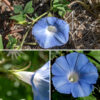 Ivy-leaved morning glory is a sprawling, green to reddish vine up to 6' long covered  with long, white hairs. Flowers arise from leaf axils on very short (1/4") stalks; they are funnel-shaped, ~2" across, blue-violet with a white throat, with five stamens with white anthers and a single style with a three-lobed stigma. The calyx is about 1/2" long, divided into five long, narrow teeth. Individual flowers only last a few hours. The seed capsule has three compartments and is hairy. Sepals are relatively very long and narrow, unlike common morning glory, where the sepals are short and triangular. Ivy-leaved morning glory is also native to Central America and its history of introductions is probably similar to common morning glory, Ipomoea purpurea.