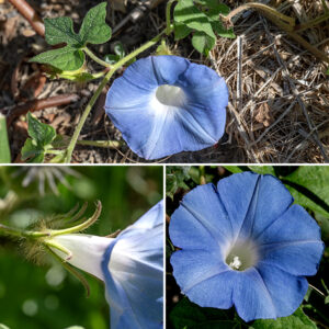 Ivy-leaved morning glory is a sprawling, green to reddish vine up to 6' long covered  with long, white hairs. Flowers arise from leaf axils on very short (1/4") stalks; they are funnel-shaped, ~2" across, blue-violet with a white throat, with five stamens with white anthers and a single style with a three-lobed stigma. The calyx is about 1/2" long, divided into five long, narrow teeth. Individual flowers only last a few hours. The seed capsule has three compartments and is hairy. Sepals are relatively very long and narrow, unlike common morning glory, where the sepals are short and triangular. Ivy-leaved morning glory is also native to Central America and its history of introductions is probably similar to common morning glory, Ipomoea purpurea.