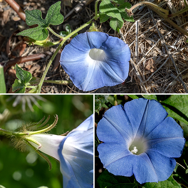 Ivy-leaved morning glory is a sprawling, green to reddish vine up to 6' long covered  with long, white hairs. Flowers arise from leaf axils on very short (1/4") stalks; they are funnel-shaped, ~2" across, blue-violet with a white throat, with five stamens with white anthers and a single style with a three-lobed stigma. The calyx is about 1/2" long, divided into five long, narrow teeth. Individual flowers only last a few hours. The seed capsule has three compartments and is hairy. Sepals are relatively very long and narrow, unlike common morning glory, where the sepals are short and triangular. Ivy-leaved morning glory is also native to Central America and its history of introductions is probably similar to common morning glory, Ipomoea purpurea.