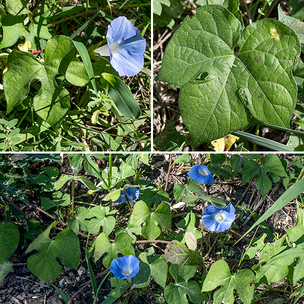 Ivy-leaved morning glory is a sprawling, green to reddish vine up to 6' long covered  with long, white hairs. The leaves are unmistakable — three-lobed, each lobe pointed and widest in the middle, 4" long and 3.5" across, with hairy petioles about half as long as the leaves.