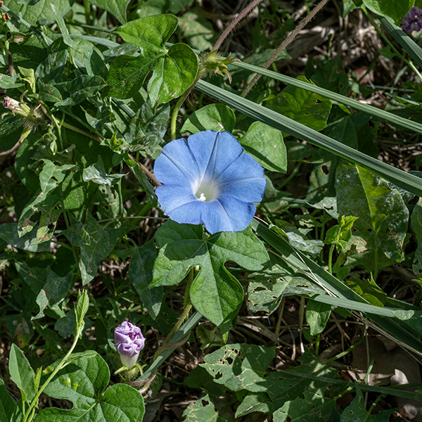 Ivy-leaved morning glory is a sprawling, green to reddish vine up to 6' long covered  with long, white hairs. The leaves are unmistakable — three-lobed, each lobe pointed and widest in the middle, 4" long and 3.5" across, with hairy petioles about half as long as the leaves. Flowers arise from leaf axils on very short (1/4") stalks; they are funnel-shaped, ~2" across, blue-violet with a white throat, with five stamens with white anthers and a single style with a three-lobed stigma. The calyx is about 1/2" long, divided into five long, narrow teeth. Individual flowers only last a few hours. The seed capsule has three compartments and is hairy. Sepals are relatively very long and narrow, unlike common morning glory, where the sepals are short and triangular. Ivy-leaved morning glory is also native to Central America and its history of introductions is probably similar to common morning glory, Ipomoea purpurea.