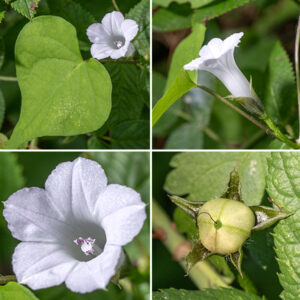 Small white morning glory is a vine 3-8' long, covered in scattered white hairs. The flowers are much smaller (1" long and 3/4" across) than most other Jackson Park morning glories, pentagonal rather than circular in outline, white, and shallowly lobed. The flowers consist of five lance-like sepals about 4 mm long, the funnel-like corolla, five stamens with a white filament and pinkish-purple anthers, and a single style with a knobby or bifurcated stigma. Fertilized flowers produce a spherical, hairy seed capsule about 1/2" in diameter nestled in the five sepals. Unlike the other two morning glories in Jackson Park, small white morning glory is native, but uncommon in northern Illinois.