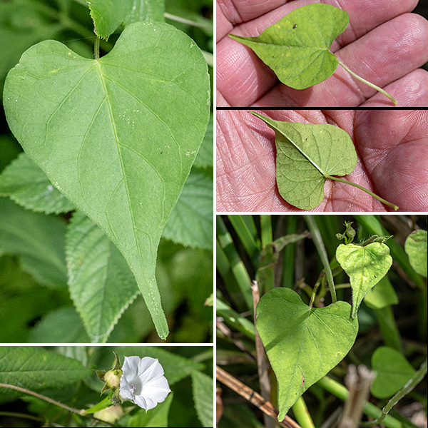 Small white morning glory is a vine 3-8' long, covered in scattered white hairs. The leaves are alternate, oval or heart-shaped, with smooth margins; larger leaves (about 4' long and 2"across) are occasionally three-lobed with the middle lobe much larger than the lateral lobes. The flowers are much smaller (1" long and 3/4" across) than most other Jackson Park morning glories, pentagonal rather than circular in outline, white, and shallowly lobed. The flowers consist of five lance-like sepals about 4 mm long, the funnel-like corolla, five stamens with a white filament and pinkish-purple anthers, and a single style with a knobby or bifurcated stigma. Fertilized flowers produce a spherical, hairy seed capsule about 1/2" in diameter nestled in the five sepals. Unlike the other two morning glories in Jackson Park, small white morning glory is native, but uncommon in northern Illinois.