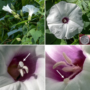 Wild sweet potato is a twining vine that can reach 20-30' long, completely covering the adjacent vegetation. The flowers are funnel-shaped with five shallow lobes, 2.5-3" across, white with a reddish-purple or rosy throat. There are five stamens of different lengths with filaments up to an inch long and whitish-pink anthers; there is a single whitish style with a two-lobed stigma. The flowers tend to bloom early in the day, later if cloudy. Individual flowers are short lived but this plant is a prodigious producer of blooms; it is the largest morning glory in Jackson Park. The "sweet potato" is a modified root up to 20" long and weighing 30 pounds; it is edible, but only barely.