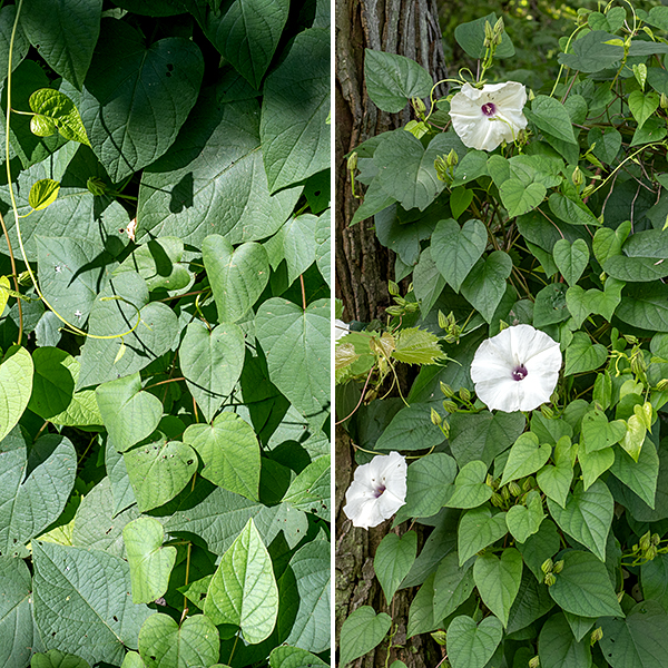 Wild sweet potato is a twining vine that can reach 20-30' long, completely covering the adjacent vegetation. The stems are round in section and usually hairless, reddish-purple. The leaves are alternate and up to 6" long and 2/3 as wide with reddish-purple petioles; larger leaves are heart-shaped, but the smaller ones are oval. The flowers tend to bloom early in the day, later if cloudy. Individual flowers are short lived but this plant is a prodigious producer of blooms; it is the largest morning glory in Jackson Park. The "sweet potato" is a modified root up to 20" long and weighing 30 pounds; it is edible, but only barely.