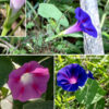 Common morning glory is a vine up to 10' long with alternate, heart-shaped (never lobed), smooth-margined, almost as wide as long. The stem is green or reddish-purple, covered with long hairs; it twines around adjacent vegetation and objects. Cymes of 1-5 flowers arise from some leaf axils; they sit at the tip of about 4" long pedicels. The flowers are 2-3.5" wide, funnel-shaped, usually deep purple or pink, less commonly blue or white, a single style with a three-lobed stigma, and five stamens. Sepals are relatively short, hairy, and triangular unlike ivy-leaved morning glory (I. hederacea), where the sepals are long and narrow. Other morning glories (Ipomoea sp.) usually have lobed leaves; the superficially-similar bindweeds usually have arrowhead-shaped leaves, not heart-shaped. Common morning glory has sepals that are short and triangular, unlike ivy-leaved morning glory where the sepals are relatively very long and narrow. Common morning glory is native to Mexico; it was introduced to England by 1621, then introduced from England to North America around 1700 as an ornamental (Fang et al., 2013), where it rapidly escaped cultivation.