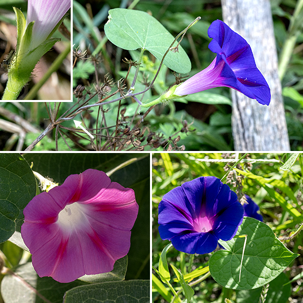 Common morning glory is a vine up to 10' long with alternate, heart-shaped (never lobed), smooth-margined, almost as wide as long. The stem is green or reddish-purple, covered with long hairs; it twines around adjacent vegetation and objects. Cymes of 1-5 flowers arise from some leaf axils; they sit at the tip of about 4" long pedicels. The flowers are 2-3.5" wide, funnel-shaped, usually deep purple or pink, less commonly blue or white, a single style with a three-lobed stigma, and five stamens. Sepals are relatively short, hairy, and triangular unlike ivy-leaved morning glory (I. hederacea), where the sepals are long and narrow. Other morning glories (Ipomoea sp.) usually have lobed leaves; the superficially-similar bindweeds usually have arrowhead-shaped leaves, not heart-shaped. Common morning glory has sepals that are short and triangular, unlike ivy-leaved morning glory where the sepals are relatively very long and narrow. Common morning glory is native to Mexico; it was introduced to England by 1621, then introduced from England to North America around 1700 as an ornamental (Fang et al., 2013), where it rapidly escaped cultivation.