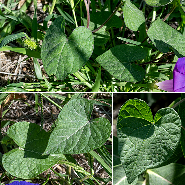 Common morning glory is a vine up to 10' long with alternate, heart-shaped (never lobed), smooth-margined, almost as wide as long. The stem is green or reddish-purple, covered with long hairs; it twines around adjacent vegetation and objects. The petioles are hairy and about the same length as the leaf. Other morning glories (Ipomoea sp.) usually have lobed leaves; the superficially-similar bindweeds usually have arrowhead-shaped leaves, not heart-shaped. Common morning glory has sepals that are short and triangular, unlike ivy-leaved morning glory where the sepals are relatively very long and narrow. Common morning glory is native to Mexico; it was introduced to England by 1621, then introduced from England to North America around 1700 as an ornamental (Fang et al., 2013), where it rapidly escaped cultivation.