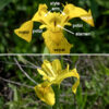 Yellow iris might be mistaken for simply a yellow variant of blue flag iris, but the two species are distinct. Yellow iris has basal leaves longer (3-4') than the flower stalk; both prefer wetlands and shallow water. The leaf venation is parallel, typical for a monocot. As you would expect, the flowers are yellow with golden patches. Each flower stalk bears branches that terminate in clusters of 2-3 flowers. Each flower is 3-4" across and consists of: (1) three yellow sepals (the "falls") drooping towards their ends with a conspicuous golden spot (the "signal") whose edge is outlined by a series of brown to maroon spots or lines; (2) directly above the sepals are three yellow petal-like style branches (the "style arms") with upturned tips (the "style crests") (the stigma, where pollen is captured, is located at the fold between the style arms and crests); and, (3) between the sepals are three very short yellow petals (the "standards") that barely rise up above the plane of the sepals and style branches. The stamens are located under the style arms. The seed capsules are three-lobed, elongate (3") ovals that contain seeds that float on the water when released. Yellow iris is an introduced plant from Europe, now naturalized.