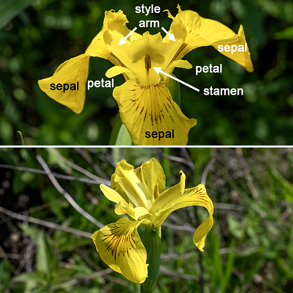 Yellow iris might be mistaken for simply a yellow variant of blue flag iris, but the two species are distinct. Yellow iris has basal leaves longer (3-4') than the flower stalk; both prefer wetlands and shallow water. The leaf venation is parallel, typical for a monocot. As you would expect, the flowers are yellow with golden patches. Each flower stalk bears branches that terminate in clusters of 2-3 flowers. Each flower is 3-4" across and consists of: (1) three yellow sepals (the "falls") drooping towards their ends with a conspicuous golden spot (the "signal") whose edge is outlined by a series of brown to maroon spots or lines; (2) directly above the sepals are three yellow petal-like style branches (the "style arms") with upturned tips (the "style crests") (the stigma, where pollen is captured, is located at the fold between the style arms and crests); and, (3) between the sepals are three very short yellow petals (the "standards") that barely rise up above the plane of the sepals and style branches. The stamens are located under the style arms. The seed capsules are three-lobed, elongate (3") ovals that contain seeds that float on the water when released. Yellow iris is an introduced plant from Europe, now naturalized.