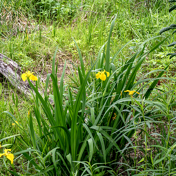 Yellow iris might be mistaken for simply a yellow variant of blue flag iris, but the two species are distinct. Yellow iris has basal leaves longer (3-4') than the flower stalk. The leaf venation is parallel, typical for a monocot. Yellow iris is an introduced plant from Europe, now naturalized.