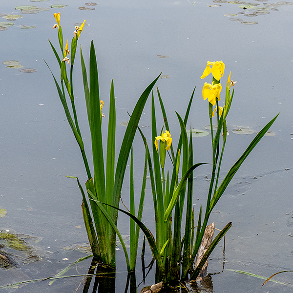 Yellow iris has basal leaves longer (3-4') than the flower stalk; it prefers wetlands and shallow water. The leaf venation is parallel, typical for a monocot. Each flower stalk bears branches that terminate in clusters of 2-3 flowers. The seed capsules are three-lobed, elongate (3") ovals that contain seeds that float on the water when released. Yellow iris is an introduced plant from Europe, now naturalized.