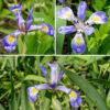 Iris virginica is the typical "blue flag" iris; it is an impressive plant 2-3' tall that prefers wetlands and shallow water. Each flower is 3-4" across consisting of: (1) three sepals (the "falls") that whose ends droop, each with a conspicuous bright-yellow spot (the "signal") and blue lines lead from the edges of the sepal into the signal; (2) directly above the sepals are three blue-violet petal-like style branches (the "style arms") with upturned tips (the "style crests") (the stigma, where pollen is captured, is located at the fold between the style arms and crests); and, (3) between the sepals are three petals with dark purple veins (the "standards") that rise up above the plane of the sepals and style branches. A green, ovoid ovary occurs at the base of the sepals and petals. The stamens are located under the style arms. The seed capsules are three-lobed, elongate ovals 2-3" long that contain seeds that float on the water when released. Blue flag iris (Iris virginica) is native to Illinois and Missouri, but it is sometimes confused with the very similar Iris versicolor; however, the Illinois Department of Natural History does not recognize Iris versicolor as occurring in Illinois. (It is present in Wisconsin and Minnesota.)