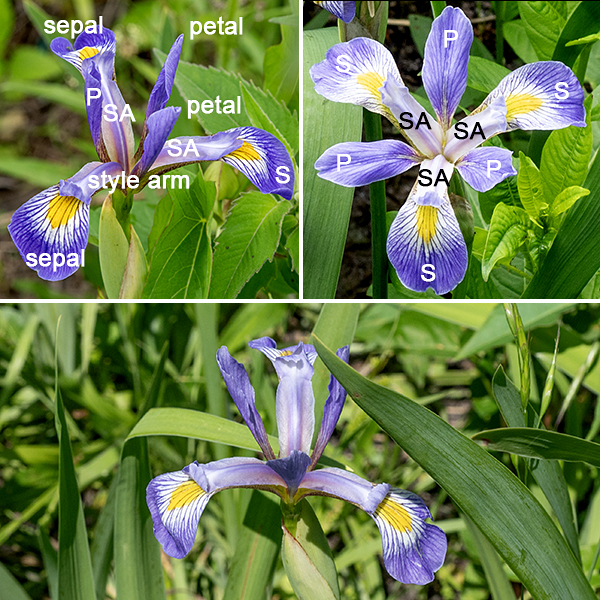 Iris virginica is the typical "blue flag" iris; it is an impressive plant 2-3' tall that prefers wetlands and shallow water. Each flower is 3-4" across consisting of: (1) three sepals (the "falls") that whose ends droop, each with a conspicuous bright-yellow spot (the "signal") and blue lines lead from the edges of the sepal into the signal; (2) directly above the sepals are three blue-violet petal-like style branches (the "style arms") with upturned tips (the "style crests") (the stigma, where pollen is captured, is located at the fold between the style arms and crests); and, (3) between the sepals are three petals with dark purple veins (the "standards") that rise up above the plane of the sepals and style branches. A green, ovoid ovary occurs at the base of the sepals and petals. The stamens are located under the style arms. The seed capsules are three-lobed, elongate ovals 2-3" long that contain seeds that float on the water when released. Blue flag iris (Iris virginica) is native to Illinois and Missouri, but it is sometimes confused with the very similar Iris versicolor; however, the Illinois Department of Natural History does not recognize Iris versicolor as occurring in Illinois. (It is present in Wisconsin and Minnesota.)