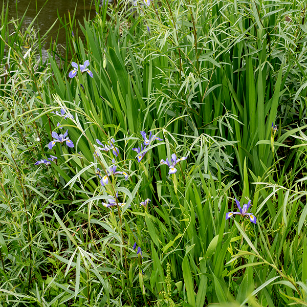 Iris virginica is the typical "blue flag" iris; it is an impressive plant 2-3' tall that prefers wetlands and shallow water. The leaves are exclusively basal, up to 3' long, erect or arching and blue-green in color, sword-like, 1" wide at the base but tapering to a sharp point. As is typical for a monocot, the leaf venation is parallel. Blue flag iris (Iris virginica) is native to Illinois and Missouri, but it is sometimes confused with the very similar Iris versicolor; however, the Illinois Department of Natural History does not recognize Iris versicolor as occurring in Illinois. (It is present in Wisconsin and Minnesota.)