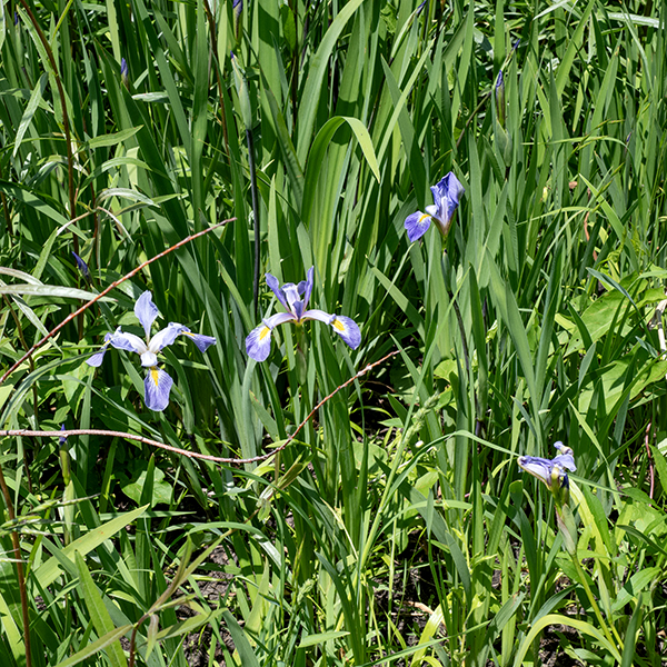 Iris virginica is the typical "blue flag" iris; it is an impressive plant 2-3' tall that prefers wetlands and shallow water. The iconic flowers are blue and white with yellow patches. Blue flag iris (Iris virginica) is native to Illinois and Missouri, but it is sometimes confused with the very similar Iris versicolor; however, the Illinois Department of Natural History does not recognize Iris versicolor as occurring in Illinois. (It is present in Wisconsin and Minnesota.)