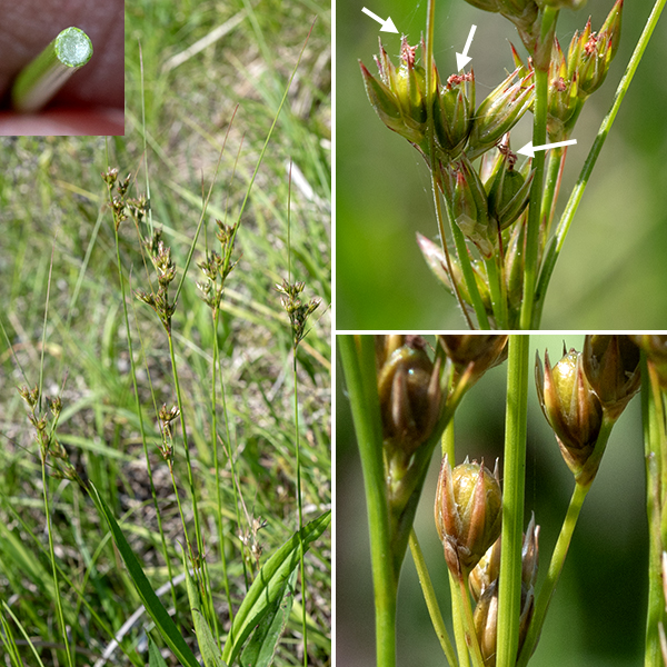 Dudley's rush culms (stems) vary from 8-30" tall, unbranched except for the inflorescence, light green, hairless, and round in section. At the base of the culm are one or two 12" long, 1 mm wide, flat basal leaves. The sheath of the leaves clasps the bottom inch or two of the culm; they may be light green, light brown, or tan; at the top of the sheaths are tiny, thick, cartilaginous ear-like lobes less than 0.5 mm wide. At the culm's apex is a branched inflorescence with 6-80 flowers. At the base of the inflorescence are 1-3 narrow bracts; at least one of the bracts extends beyond the inflorescence. Individual flowers are about 1/4" across, solitary at the end of short branches, each with six 4-5 mm long tepals in two layers, six stamens, and a pistil with a singe style; they are wind pollinated. The tepals spread somewhat as the fruit is developing.
