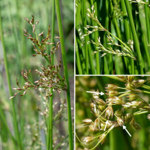 Soft rush can be 2-4' tall, often growing in clumps of culms. Culms terminate in an inflorescence 3/4-4" across and an underlying bract 4-12" long that looks more like an extension of the culm than a leaf so the inflorescence looks like it is growing out of the side of the culm. Individual flowers are 2-3.5 mm long with three lance-shaped sepals, three lance-shaped petals, three stamens, and single style emerging from a central ovary; the flowers are wind pollinated. Color of these elements varies from green to brown depending on stage in the life cycle; sepals, petals, and the ovary/capsule are all about the same length at maturity.
