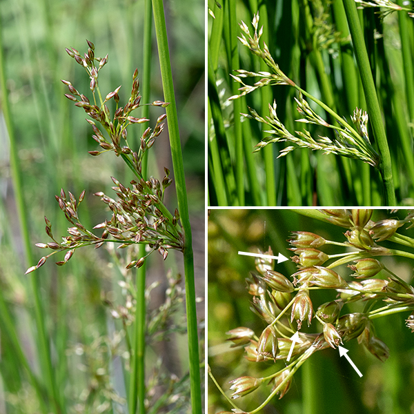 Soft rush can be 2-4' tall, often growing in clumps of culms. Culms terminate in an inflorescence 3/4-4" across and an underlying bract 4-12" long that looks more like an extension of the culm than a leaf so the inflorescence looks like it is growing out of the side of the culm. Individual flowers are 2-3.5 mm long with three lance-shaped sepals, three lance-shaped petals, three stamens, and single style emerging from a central ovary; the flowers are wind pollinated. Color of these elements varies from green to brown depending on stage in the life cycle; sepals, petals, and the ovary/capsule are all about the same length at maturity.