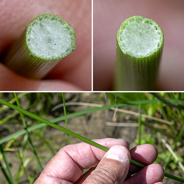 Soft rush can be 2-4' tall, often growing in clumps of culms. The culms are medium green, round in section, soft to the touch, hairless and leafless, tapering from 4 mm in diameter at the base to about 2 mm at the inflorescence. Culms terminate in an inflorescence 3/4-4" across and an underlying bract 4-12" long that looks more like an extension of the culm than a leaf so the inflorescence looks like it is growing out of the side of the culm.