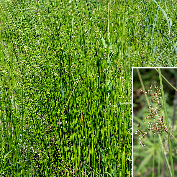 Soft rush can be 2-4' tall, often growing in clumps of culms. The culms are medium green, round in section, soft to the touch, hairless and leafless, tapering from 4 mm in diameter at the base to about 2 mm at the inflorescence.