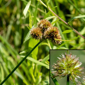 Torrey's rush is 2-3' tall, with robust stems that are deep green, hairless, and circular in cross section; each stem bears 2-5 alternate leaves and 1-3 basal leaves. The central stem branches rapidly at its tip; each branch ends in a spherical flowerhead about 1/2-3/4" across. The lowest flowerhead in the array sits above a very long, thin bract (main image). There may be up to 23 flowerheads in the array. Individual flowerheads are composed of 25-100 florets that each have six stamens, a narrow ellipsoid ovary with a 3-part stigma (center of insert), and six tepals (sepals and petals) in two layers; all tepals are green, bract-like, lance-shaped, and 3-6 mm long. The flowerheads are more bristly than flower-like in appearance. The flowers are wind-pollinated. After fertilization, flowerheads turn brown and look very spikey.