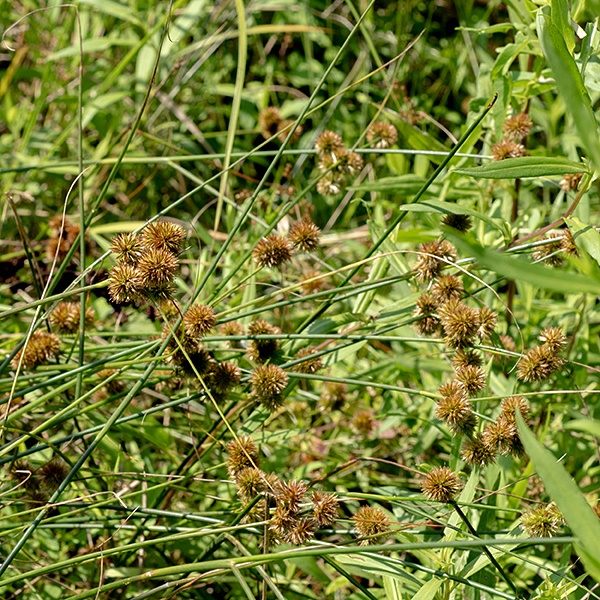 The leaves are long (5-12") and narrow (1/4") and, like the stems, also green and hairless. The leaf blades are stiff, in part due to their round (not flat) cross section and a narrow fold that runs the length of the blade. The leaves have internal partititons (like bamboo) that contribute to their stiffness; the partitions may be easier to feel than to see. The central stem branches rapidly at its tip; each branch ends in a spherical flowerhead about 1/2-3/4" across. The lowest flowerhead in the array sits above a very long, thin bract. There may be up to 23 flowerheads in the array. The flowerheads are more bristly than flower-like in appearance. The flowers are wind-pollinated. After fertilization, flowerheads turn brown and look very spikey.