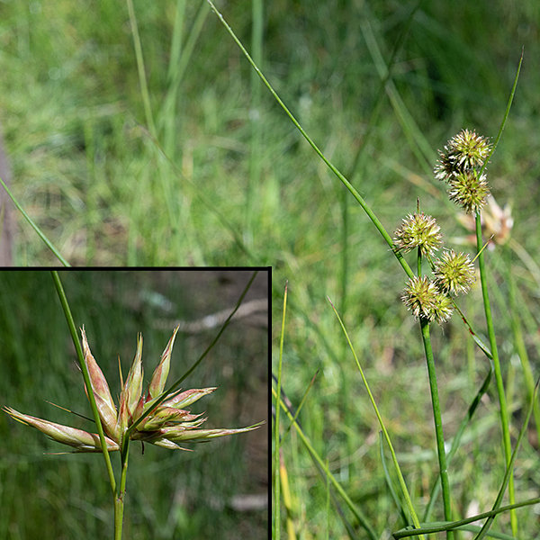 Torrey's rush is 2-3' tall, with robust stems that are deep green, hairless, and circular in cross section; each stem bears 2-5 alternate leaves and 1-3 basal leaves. The leaves are long (5-12") and narrow (1/4") and, like the stems, also green and hairless. The leaf blades are stiff, in part due to their round (not flat) cross section and a narrow fold that runs the length of the blade. The leaves have internal partititons (like bamboo) that contribute to their stiffness; the partitions may be easier to feel than to see. In this image are visible two main stems, a leaf coming off one stem towatrds the upper left corner of the image, and the long bracts that lie beneath the flowerheads. The flowerheads are more bristly than flower-like in appearance. The flowers are wind-pollinated. After fertilization, flowerheads turn brown and look very spikey. Torrey's rush produces larger flowerheads than other local rushes. Inset: A specimen of Torrey's rush with numerous galls produced by infections of a plant louse (Livia sp.; Hemiptera). It's easy to mistake these galls for weird rush inflorescences; I did.)