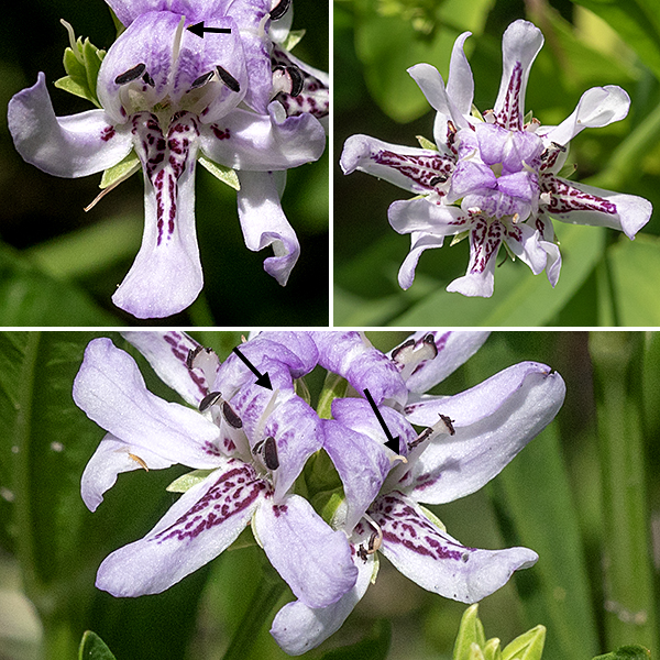 American water-willow produces long (up to 6") peduncles from some of the upper leaf axils that have clusters of flowers on their tips. Individual flowers are 3/4" across with a short, tubular, 1/4" long, green calyx with five teeth and a tubular corolla with four lobes — an upper lobe with a shallow V-notch, two widely spreading lateral lobes, and one lower lobe at right angles to the other three. Both the lateral and lower lobes are folded downward along their midlines, producing a U-shaped cross-section. All of the lobes are white or pale purple with a darker splotch on the end of the upper lobe and dark purple spots along the midline of the lower lobe and at the base of the lateral lobes. There are two stamens, each with a dark brown pair of anthers posed in front of the upper corolla lobe and a single, narrow, white style running along the midline off the upper lobe and protruding beyond its upper boundary.