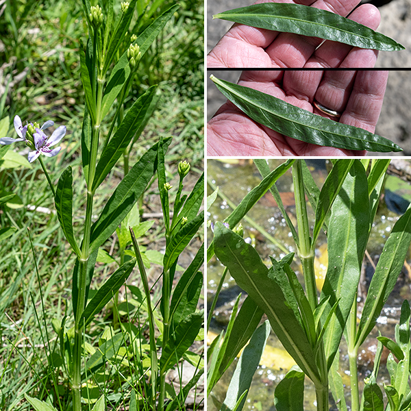 American water-willow is an amphibious, semi-aquatic plant that may grow either with its roots submerged or as a fully terrestrial plant in wet soils. In either situation, the plant grows in colonies 1-3' tall, usually in the middle of that range in Jackson Park. The stem is angular with seven vascular bundles internally (one central , the other six in a hexagonal array), usually unbranched; it is light green in color and hairless. Leaves are opposite, elongate (2-6" long,  1/4-1" wide), willow-ish, sessile or on very short petioles, with smooth margins; the leaves taper at both ends.
