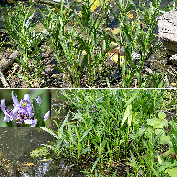 American water-willow is an amphibious, semi-aquatic plant that may grow either with its roots submerged or as a fully terrestrial plant in wet soils. In either situation, the plant grows in colonies 1-3' tall, usually in the middle of that range in Jackson Park.